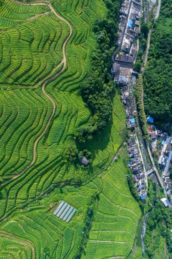 洋柿子种植方法_种植洋柿子致富_农村的洋柿子鲜嫩多汁