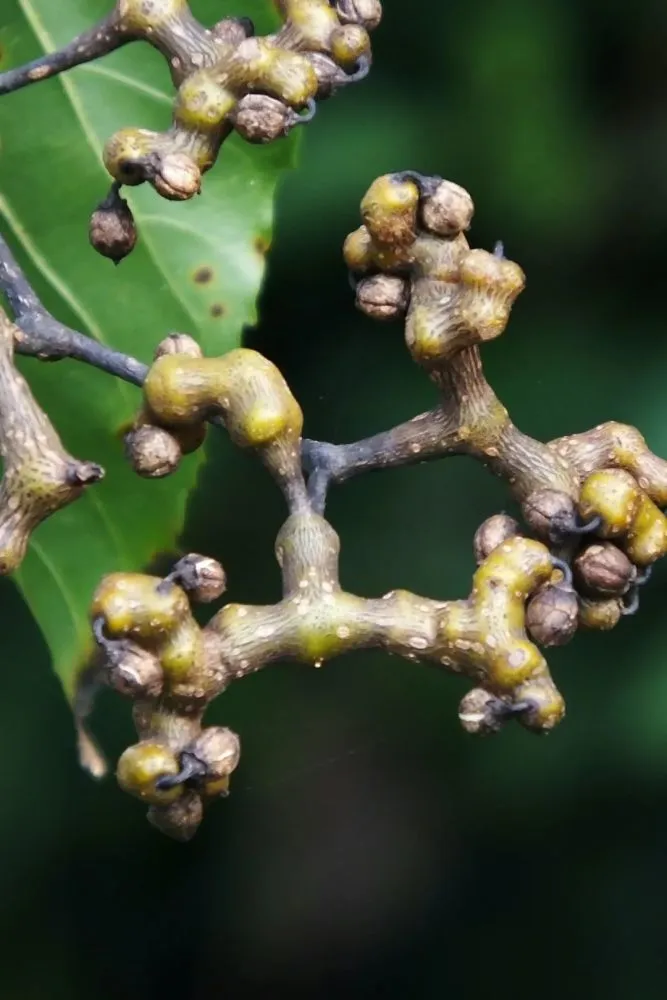 农村的洋柿子鲜嫩多汁_洋柿子种植方法_种植洋柿子致富