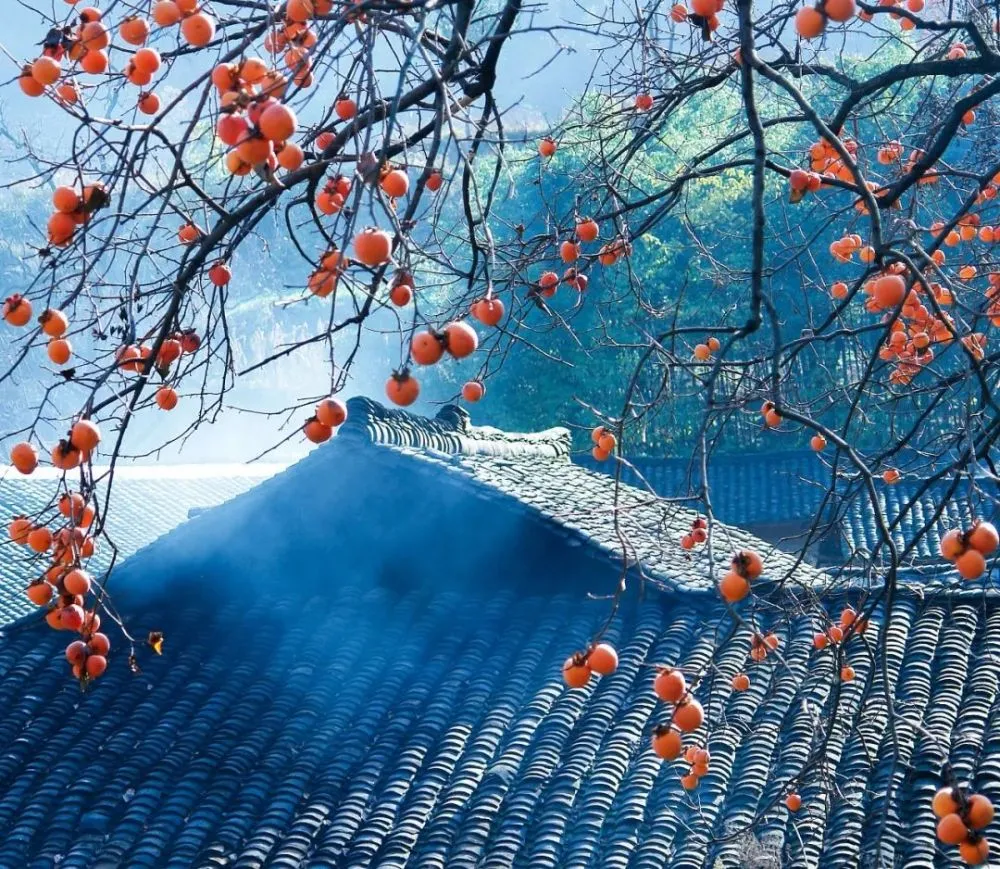 种植洋柿子致富_农村的洋柿子鲜嫩多汁_洋柿子种植方法