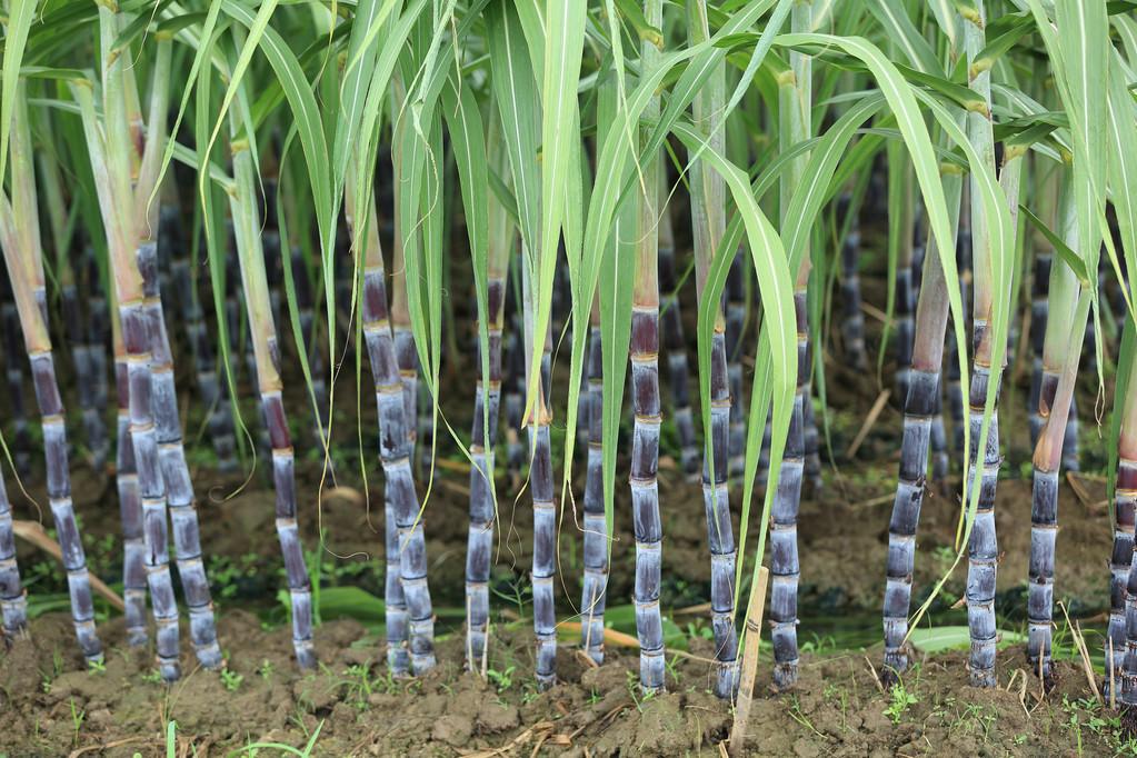 甘蔗种植注意这四点管理细节，轻松解决甘蔗不够高、不够粗的难题