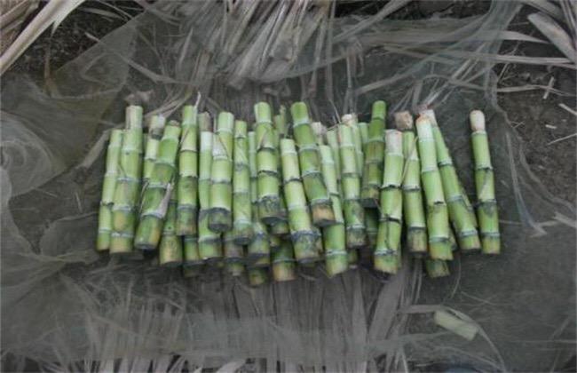 甘蔗种植管理技术与管理_甘蔗种植管理技术_甘蔗种植管理技术规程