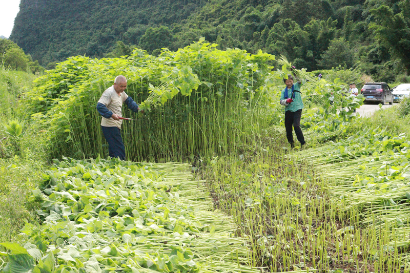 村民们正在收割紫苏。石慧摄