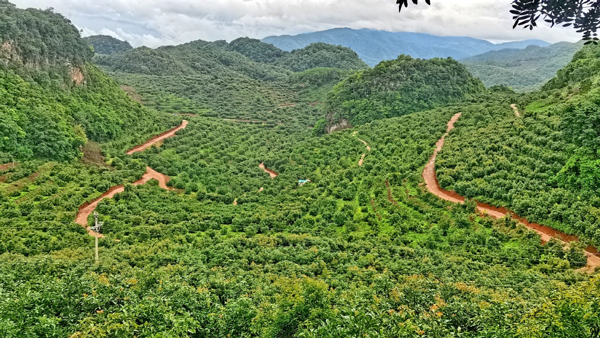 种植果牛油技术要求_牛油果的种植技术_种植果牛油技术要点