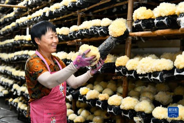 山东惠民：食用菌绽放“致富花”