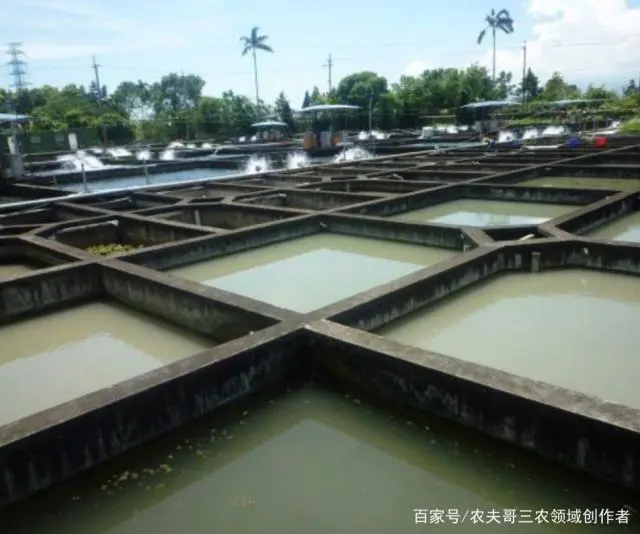 银鱼养殖致富_致富养殖银鱼怎么样_致富养殖银鱼视频