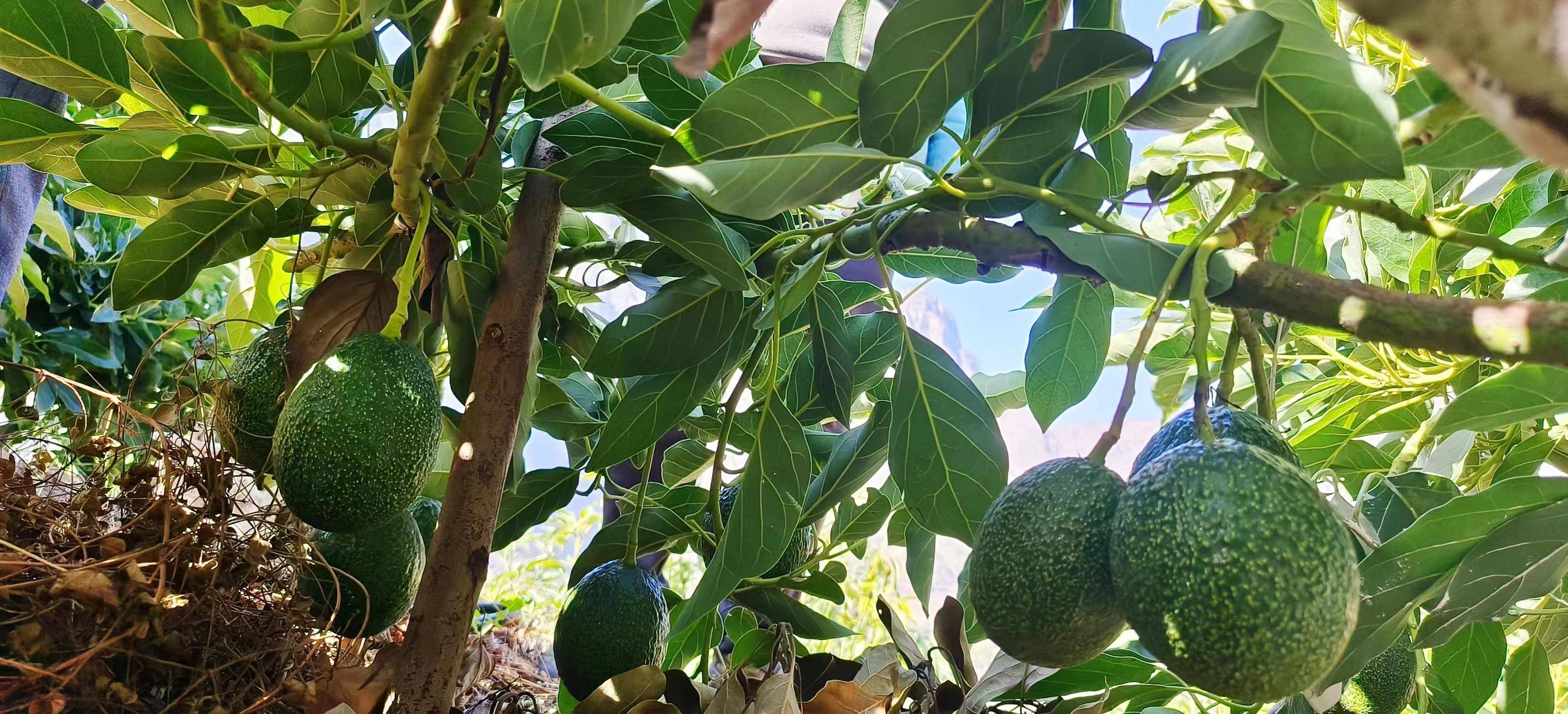 牛油果的种植技术_种植果牛油技术要点_如何种植牛油果树