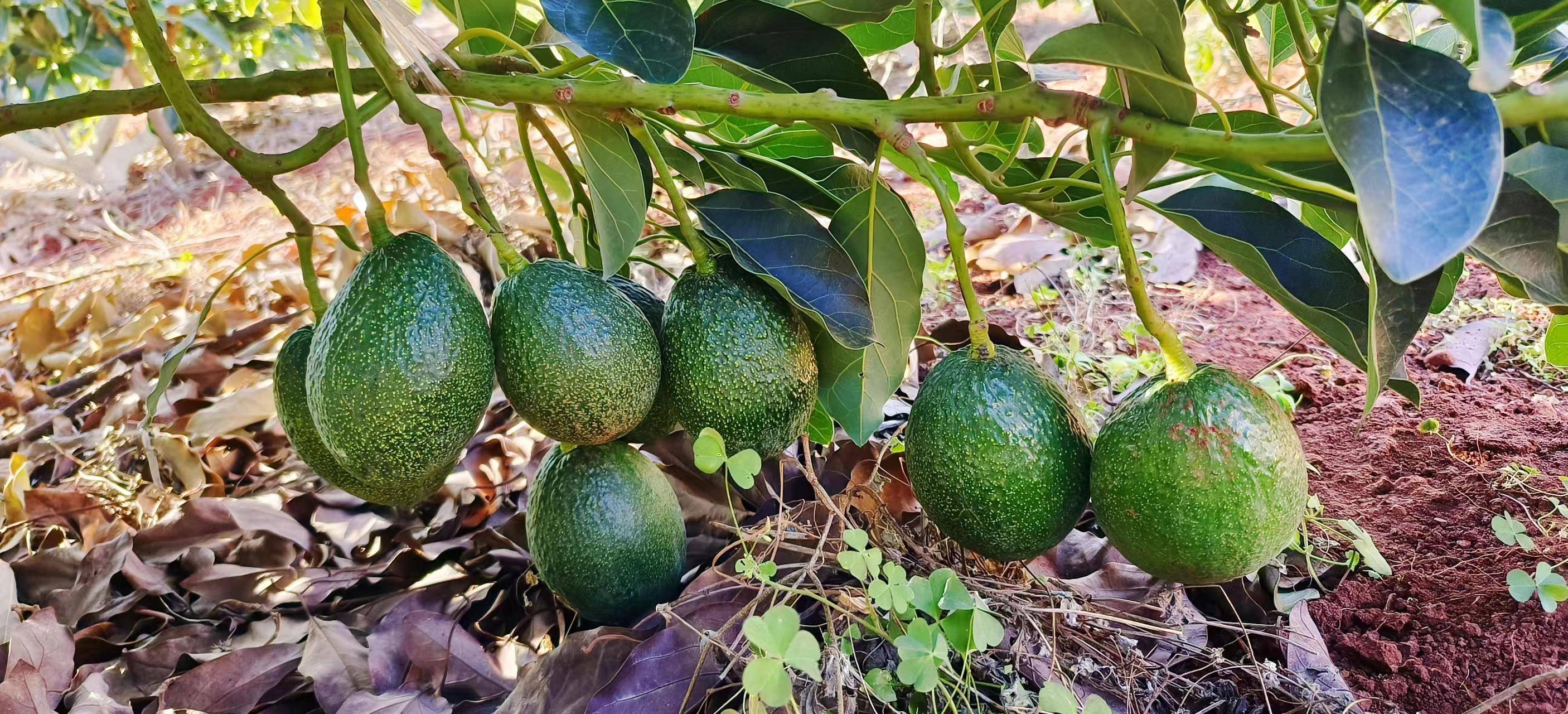种植果牛油技术要点_如何种植牛油果树_牛油果的种植技术