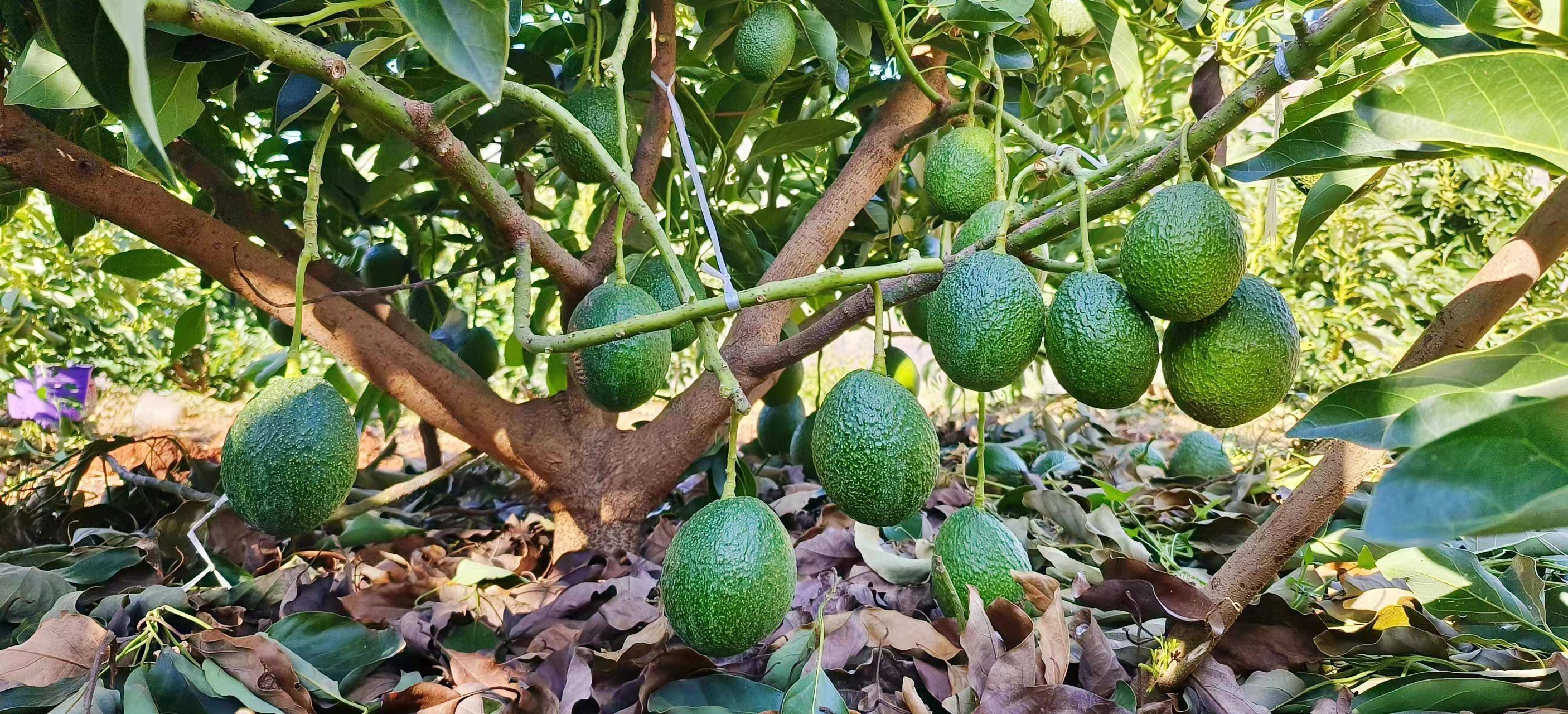 种植果牛油技术要点_牛油果的种植技术_如何种植牛油果树