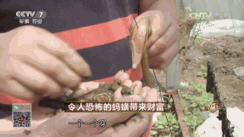 农业节目致富经_中央农业节目致富经视频_央视农业致富节目