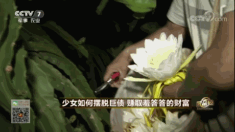 央视农业致富节目_农业节目致富经_中央农业节目致富经视频