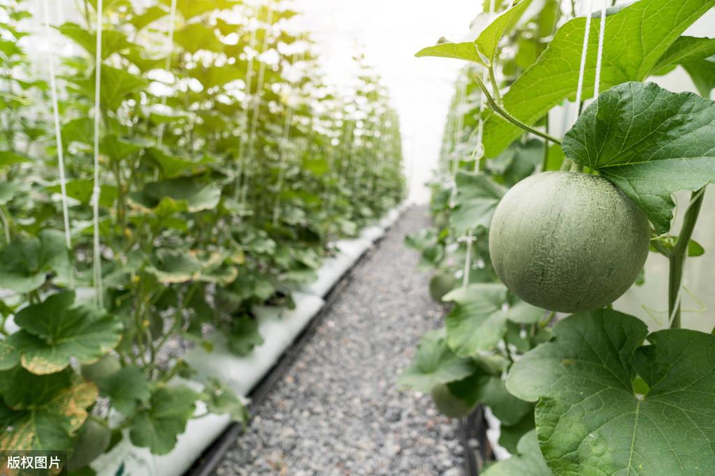 哈密瓜露天种植技术_哈密瓜露地种植视频_露天哈密瓜管理技术