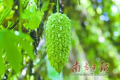农民种植致富_农村致富新项目种植_揭秘农村种植致富