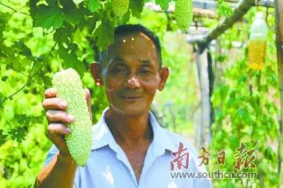 揭秘农村种植致富_农村致富新项目种植_农民种植致富
