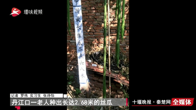 火了！十堰大爷种出一根2.68米长丝瓜，专家这样说