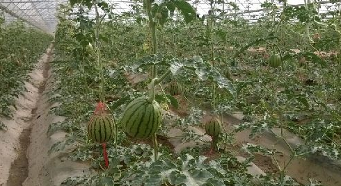 小型西瓜春茬拱棚栽培技术要点-图片版权归惠农网所有