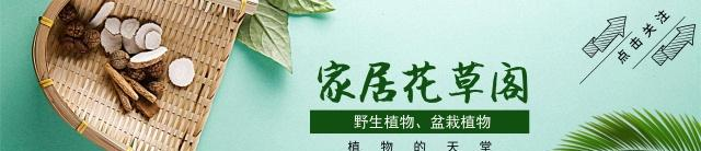 揭秘农村种植致富_农村致富项目种植业_农民致富种植项目