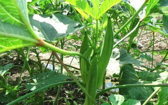 揭秘农村种植致富_农民致富种植项目_农村致富项目种植业