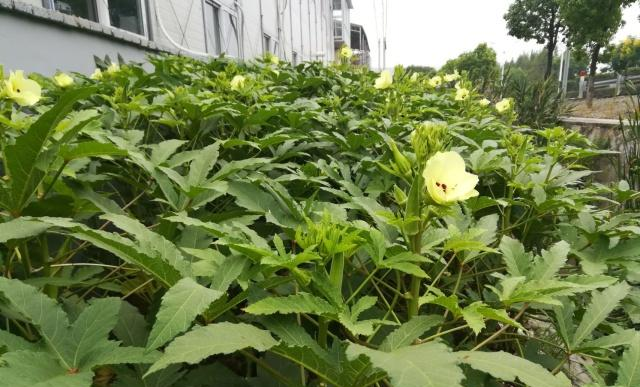 农村致富项目种植业_农民致富种植项目_揭秘农村种植致富