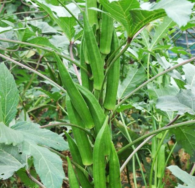 农民致富种植项目_揭秘农村种植致富_农村致富项目种植业