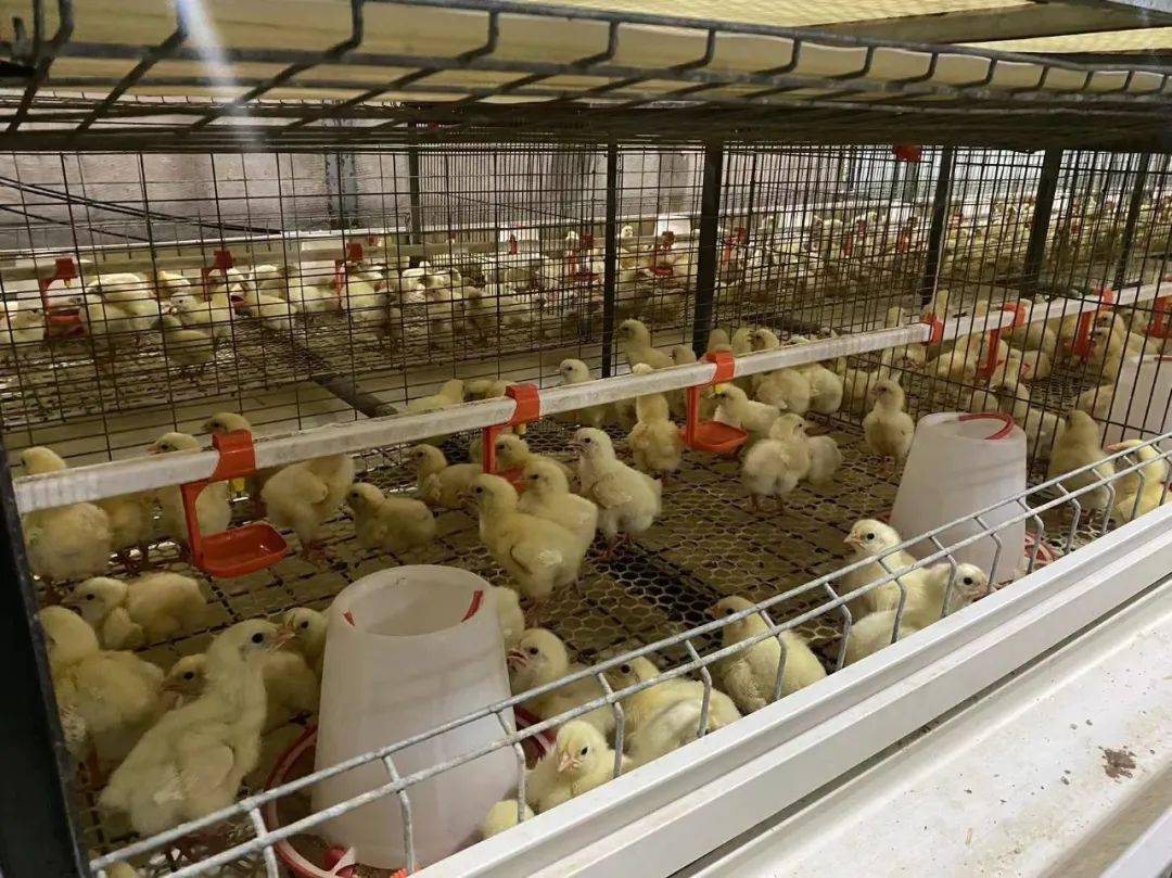 【乡村振兴】肉鸡养殖铺就特色产业致富路