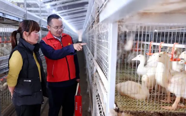 致富经盆景花卉_致富经养兰_致富经兰花疯狂的背后