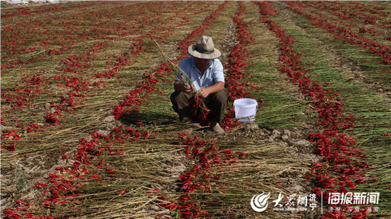 致富经河南男子种辣椒_河南种植辣椒_种植辣椒致富