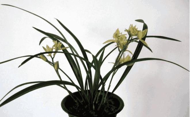 春兰种植技术_种植春兰致富_致富种植春兰视频