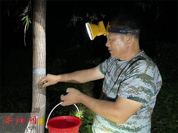 偃师一农民承包土地“种”金蝉 金蝉成了致富“金疙瘩”