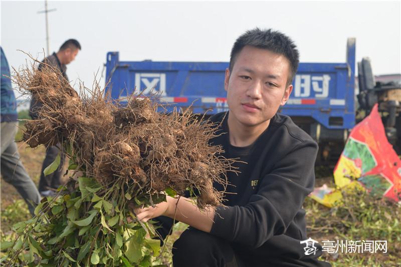 药材种植业致富项目_致富药材种植农业公司_农业种植药材致富