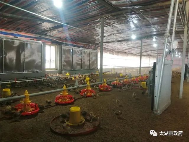 息烽养鸡场_肉鸡养殖场_息烽肉鸡养殖致富