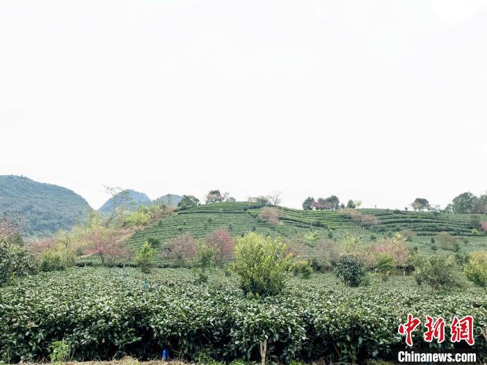 广东英德致富带头人李明山：带领全村种茶致富成就美丽家园