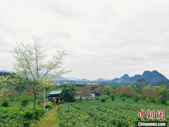 李明山的百亩阶梯茶园。资料图 许青青 摄