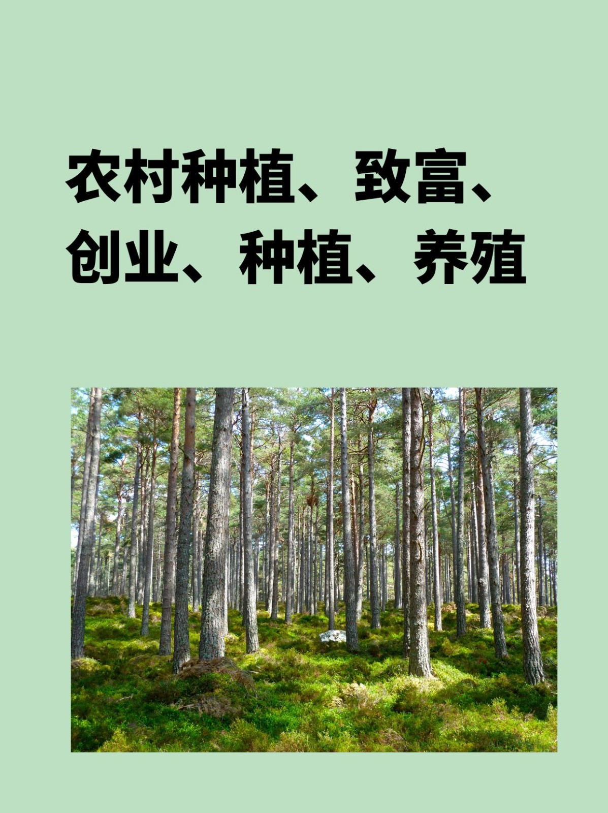 农村种植、致富、创业、种植、养殖