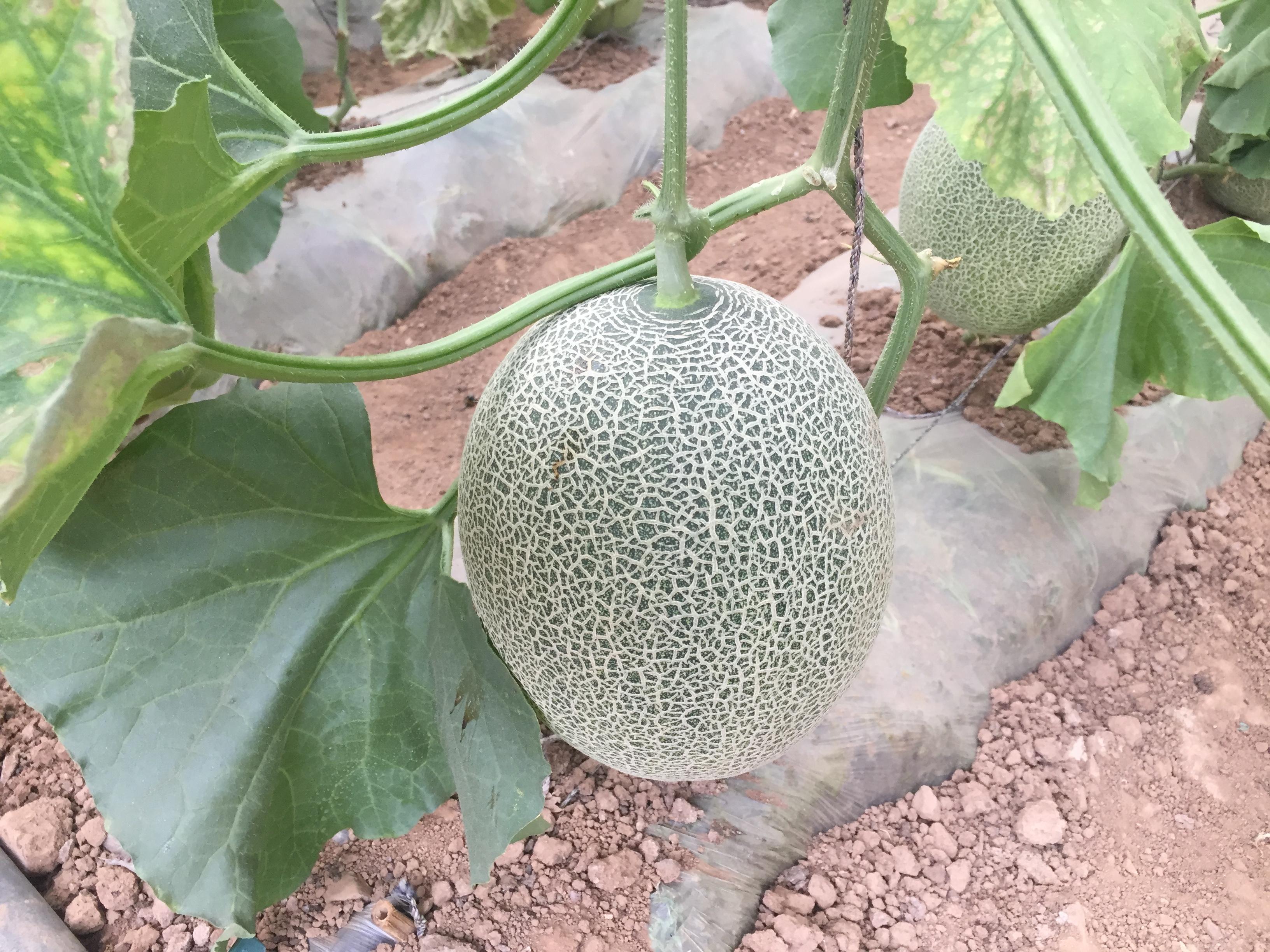 哈密瓜露地种植视频_哈密瓜露天种植技术_哈密瓜露天种植的时间和方法