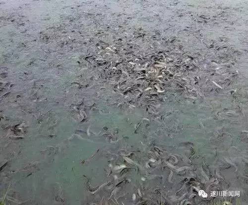 视频致富养殖泥鳅是真的吗_养殖泥鳅视频全过程_致富经养殖泥鳅视频