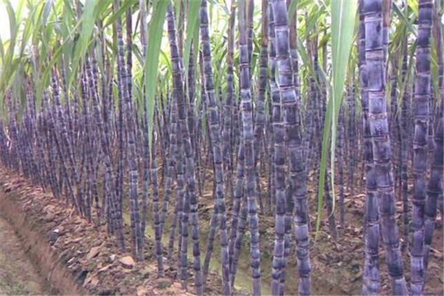 云南甘蔗种植时间_云南甘蔗种植技术视频教程_云南水浇甘蔗种植技术