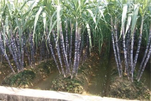 云南水浇甘蔗种植技术_云南甘蔗种植技术视频教程_云南甘蔗种植时间