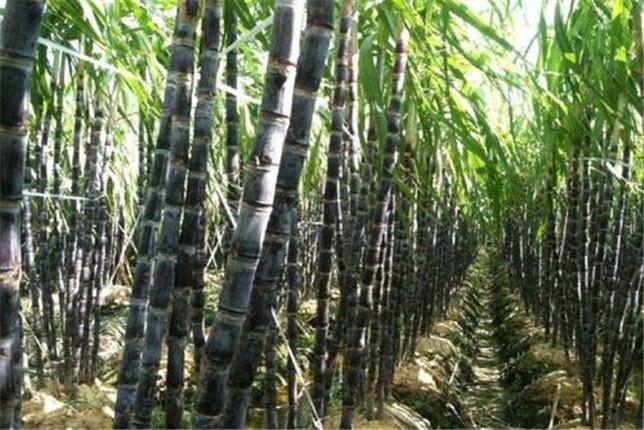 云南水浇甘蔗种植技术_云南甘蔗种植技术视频教程_云南甘蔗种植时间