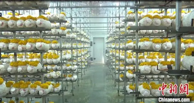 大棚食用菌种植技术_致富经大棚种植食用菌_致富大棚种植食用菌有哪些