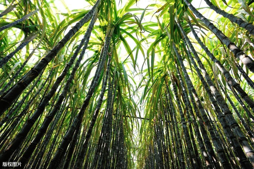 云南甘蔗种植时间_浇云南甘蔗种植水技术与管理_云南水浇甘蔗种植技术