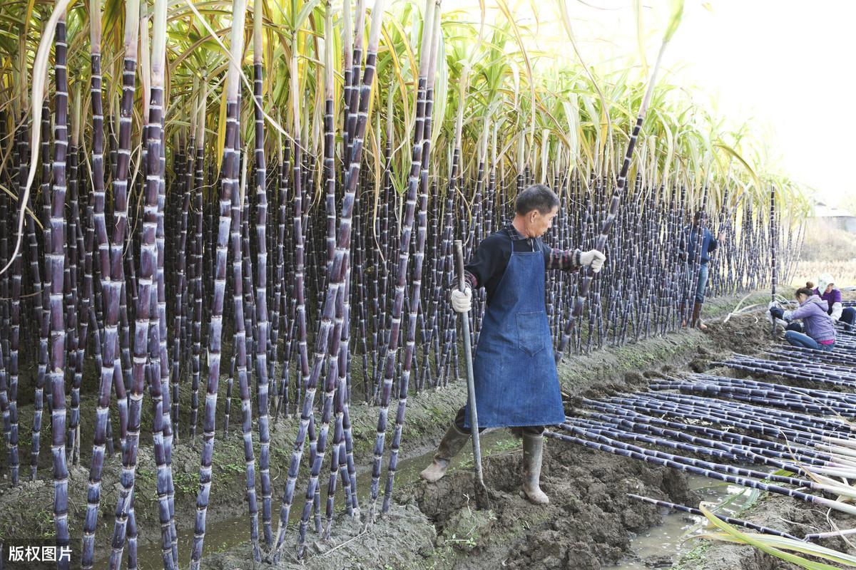 云南甘蔗种植时间_浇云南甘蔗种植水技术与管理_云南水浇甘蔗种植技术