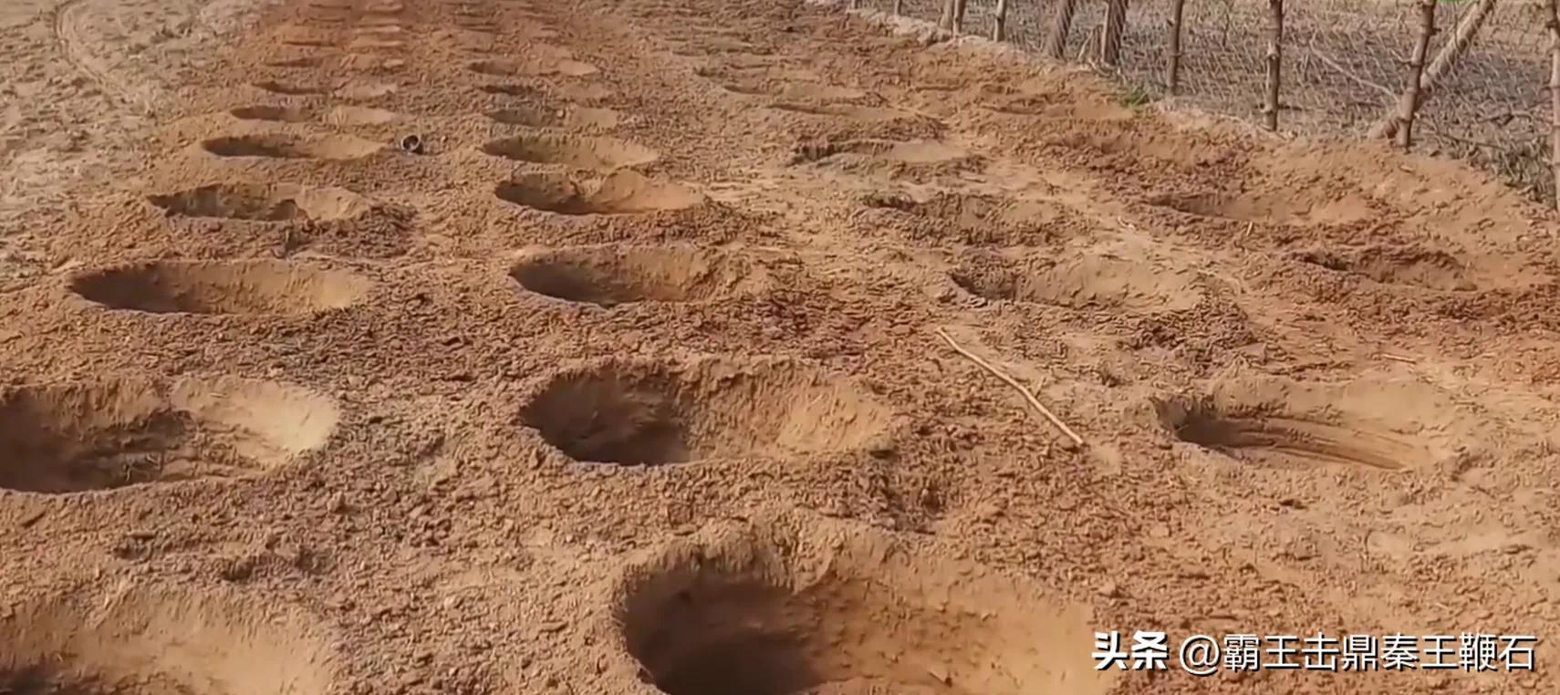 云南水浇甘蔗种植技术_云南甘蔗种植技术视频教程_浇云南甘蔗种植水技术要求
