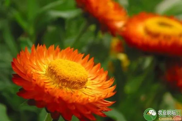 菊花种植管理技术与管理_菊花种植管理技术_菊花种植管理技术要点