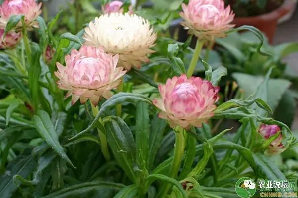 菊花种植管理技术与管理_菊花种植管理技术要点_菊花种植管理技术
