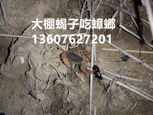 家庭饲养蝎子人工养蝎子为什么越养越少