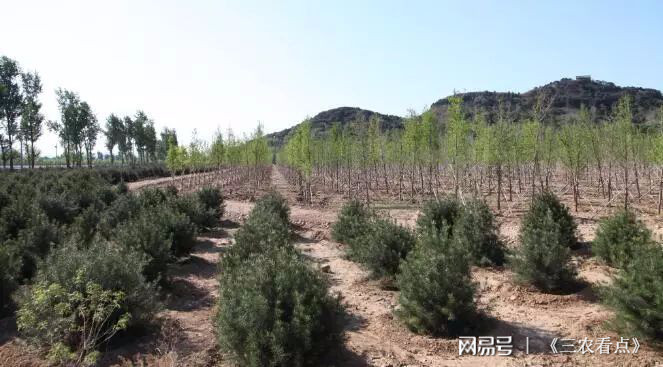 致富种植楸树_种植楸树有没有前景_致富种植楸树图片