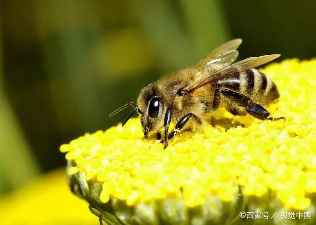 中蜂蜂王养殖技术_蜂王养殖技术培育蜂王的方法_养蜂的蜂王