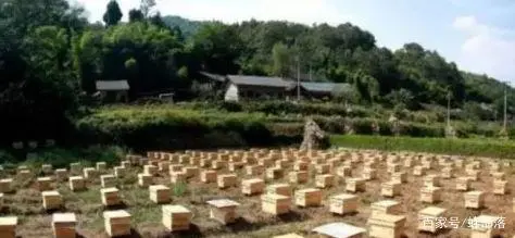 养蜂的蜂王_蜂王养殖技术培育蜂王的方法_中蜂蜂王养殖技术