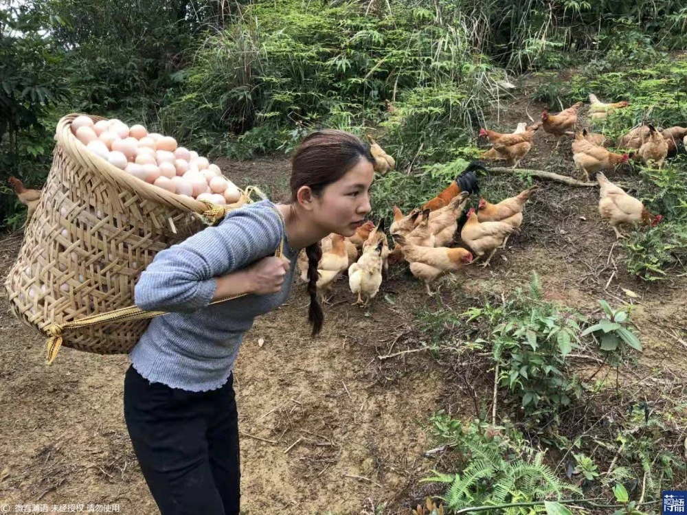 河南农村女孩养殖致富能手_河南养猪女孩_小伙养殖致富