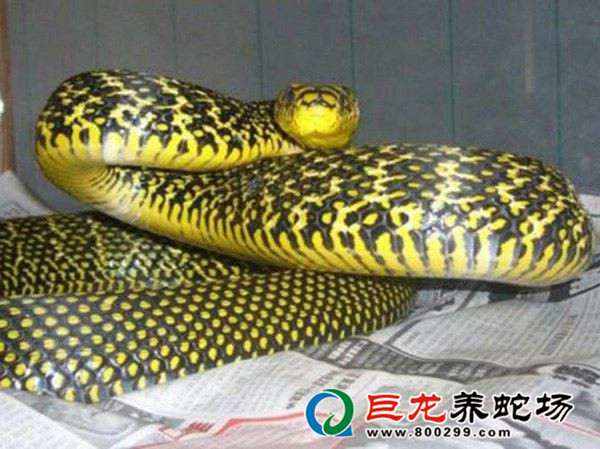 致富经蛇养殖乌梢蛇视频